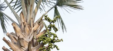 Tout savoir sur le Saw Palmetto