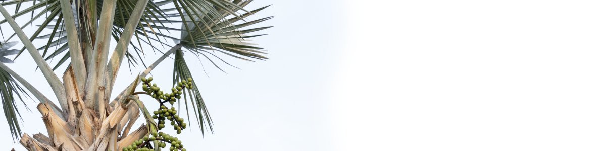 Tout savoir sur le Saw Palmetto