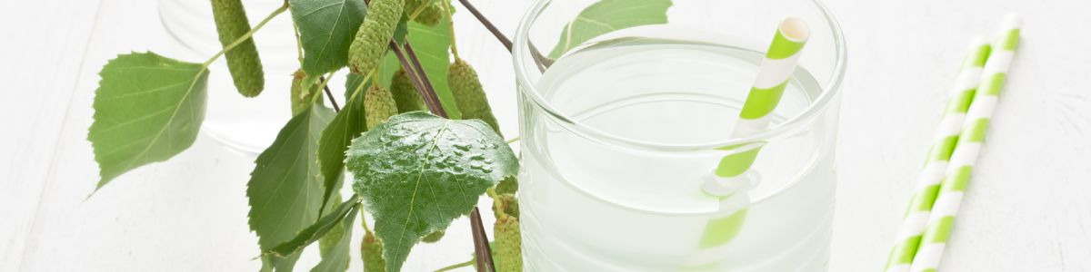 La sève de bouleau : alliée de la détox naturelle
