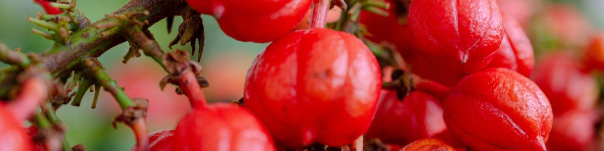 Les plantes brûle-graisses : Comment retrouver la ligne en ce début d'année ?